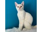 Adopt Kaiju Kitten: Yamarashi a White Domestic Shorthair / Mixed cat in