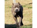Cane Corso Puppy for sale in Milford, IN, USA
