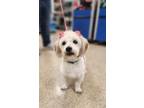 Adopt Annie a Tricolor (Tan/Brown & Black & White) Cairn Terrier / Spaniel