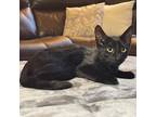 Adopt Samantha a All Black Domestic Shorthair / Mixed cat in Lantana