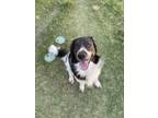 Adopt Chelsea a Black - with White Spaniel (Unknown Type) / Mixed dog in