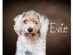 Adopt Evie a White - with Gray or Silver Terrier (Unknown Type