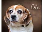Adopt Gia a Tricolor (Tan/Brown & Black & White) Beagle / Mixed dog in Somerset