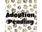 Adopt Rain a Tortoiseshell Domestic Shorthair / Mixed cat in Washington