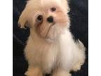 Maltese Puppy for sale in Fairborn, OH, USA