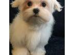 Maltese Puppy for sale in Fairborn, OH, USA