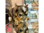 Yorkshire Terrier Puppy for sale in Springfield, GA, USA