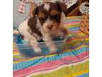 Biewer Terrier Puppy for sale in Defuniak Springs, FL, USA