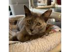 Adopt Frizzle Sizzle a Orange or Red Domestic Shorthair / Mixed cat in Kanab