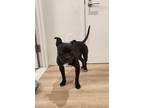 Adopt Naya a Black - with White American Pit Bull Terrier / Mixed dog in New