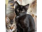 Adopt Yin a All Black Domestic Shorthair / Mixed cat in Wichita, KS (38726047)