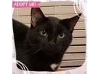 Adopt Two-Tone a All Black Domestic Shorthair cat in Toms River, NJ (38724899)