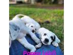 English Setter Puppy for sale in Beaumont, TX, USA