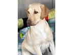 Adopt Laffie a Labrador Retriever dog in Windsor, CO (38786050)