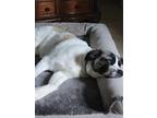 Adopt Thea a White - with Brown or Chocolate Great Pyrenees / Mixed dog in