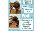 Adopt Homer a Brindle Mountain Cur / Boxer / Mixed dog in Caldwell