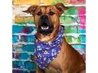 Adopt Galileo a Brown/Chocolate Mixed Breed (Large) / Mixed dog in Edwardsville