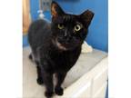 Adopt Scott Summers a All Black Domestic Shorthair / Mixed cat in Austin