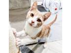 Adopt Hunkydory Harley a Orange or Red Domestic Shorthair / Mixed cat in