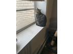Adopt Onnie a Gray or Blue (Mostly) American Shorthair / Mixed (short coat) cat