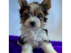 Biewer Terrier Puppy for sale in Tracy, CA, USA