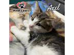 Adopt Axel (Courtesy Post) a Domestic Shorthair / Mixed (short coat) cat in