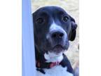 Adopt Skye (Sky litter 1) a Pit Bull Terrier / Labrador Retriever / Mixed dog in