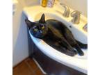 Adopt Wickett a All Black Domestic Shorthair / Mixed cat in Washington