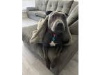 Adopt Ace mayfield a Gray/Silver/Salt & Pepper - with White American Pit Bull