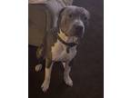 Adopt Kobe a White - with Gray or Silver American Pit Bull Terrier / American