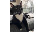 Adopt Zoey a Black & White or Tuxedo American Shorthair / Mixed (short coat) cat