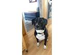 Adopt Misty a Black - with White Labrador Retriever / American Pit Bull Terrier