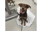 Adopt Elijah a Brown/Chocolate Labrador Retriever / Mixed dog in Clarksdale