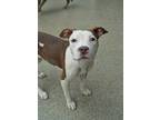 Adopt Mamie 50264 a Brown/Chocolate American Pit Bull Terrier / Mixed dog in