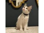 Adopt Frankie a White Domestic Longhair / Mixed cat in Lantana, TX (38722435)