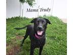 Adopt Trudy Platt a Black Labrador Retriever / Mixed dog in Rochester