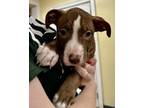 Adopt Donkey a Brown/Chocolate American Pit Bull Terrier / Mixed dog in New
