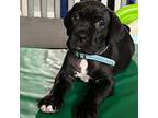 Cane Corso Puppy for sale in Clinton, MD, USA