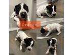 Dalmatian Puppy for sale in Tucson, AZ, USA