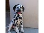 Dalmatian Puppy for sale in Tucson, AZ, USA