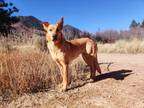 Adopt Brigid a Red/Golden/Orange/Chestnut German Shepherd Dog / Golden Retriever