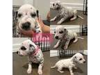 Dalmatian Puppy for sale in Tucson, AZ, USA