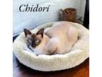 Adopt Chidori a Siamese / Mixed (short coat) cat in Nashville, GA (38534696)