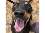 Adopt Maui a Black German Shepherd Dog / Mixed dog in San Antonio, TX (38809136)