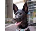 Adopt Aiko a Black German Shepherd Dog / Mixed dog in Peachtree City