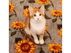 Adopt Suni a Orange or Red Domestic Longhair / Mixed cat in Mission
