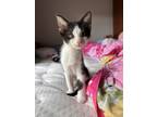 Adopt Perdy a Black & White or Tuxedo Domestic Shorthair / Mixed (short coat)