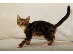 Adopt Kimber a Brown or Chocolate Domestic Shorthair / Domestic Shorthair /