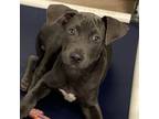 Adopt Jasper a Gray/Silver/Salt & Pepper - with Black Pit Bull Terrier / Mixed