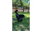 Adopt Thunder Bolt a Black Lhasa Apso dog in Twin Falls, ID (38545422)